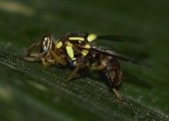 Bactrocera cucurbitae