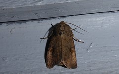 Proteuxoa tetronycha