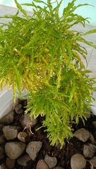 Codiaeum variegatum