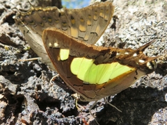 Polyura agraria