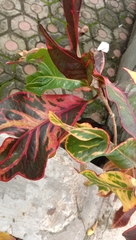 Codiaeum variegatum