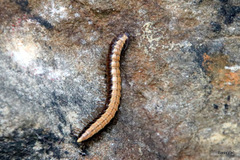 Isocladosoma maculatum