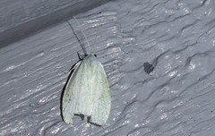 Nymphostola galactina