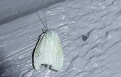 Nymphostola galactina