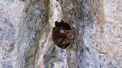 Rhinolophus megaphyllus