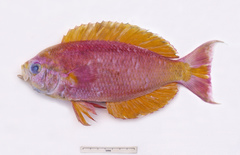 Callanthias australis