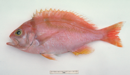 Krasyukova's perch (Caprodon krasyukovae) — Serranidae — 4