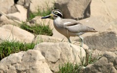 Esacus recurvirostris