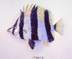 Amphichaetodon howensis