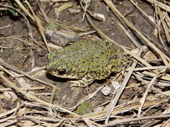 Anaxyrus debilis debilis