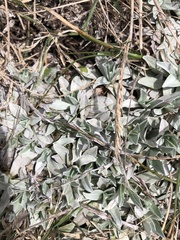 Argyrotegium fordianum