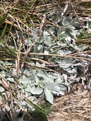 Argyrotegium fordianum