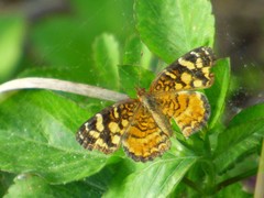 Anthanassa frisia