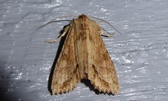 Ichneutica mollis