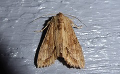 Ichneutica mollis