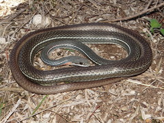 Masticophis schotti schotti