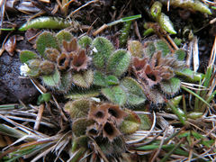 Myosotis antarctica