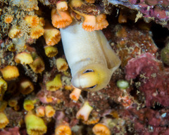 Gymnothorax melatremus