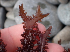 Sarcothalia decipiens