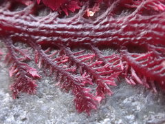 Euptilota formosissima