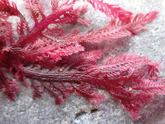 Euptilota formosissima