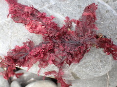 Euptilota formosissima