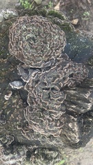Trametes versicolor