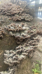 Trametes versicolor