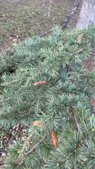 Cedrus
