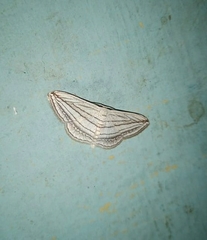 Scopula opicata
