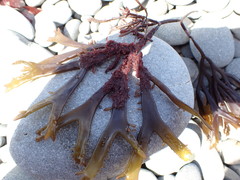 Sarcothalia decipiens