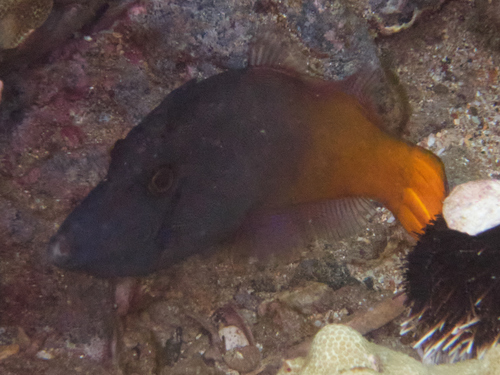 Orangetail Filefish