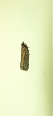 Cryptaspasma