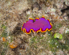 Pseudoceros ferrugineus