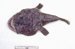 Lophiomus setigerus