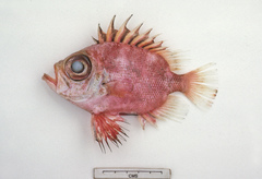 Pristigenys niphonia