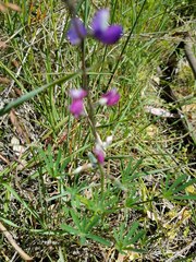Lupinus truncatus