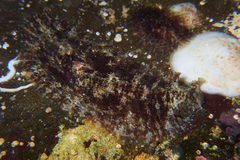 Dolabrifera dolabrifera