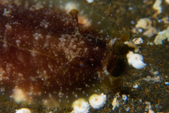 Dolabrifera dolabrifera