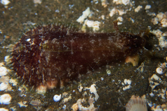 Dolabrifera dolabrifera