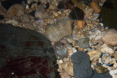 Isarachnanthus