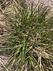 Rytidosperma nudiflorum