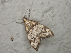 Gymnobathra hamatella