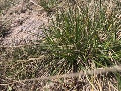 Rytidosperma nudiflorum