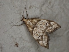 Gymnobathra hamatella