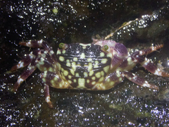 Pachygrapsus plicatus