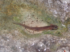 Eurycea troglodytes