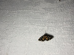 Diathrausta ochreipennis
