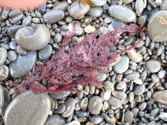 Euptilota formosissima