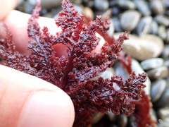 Euptilota formosissima